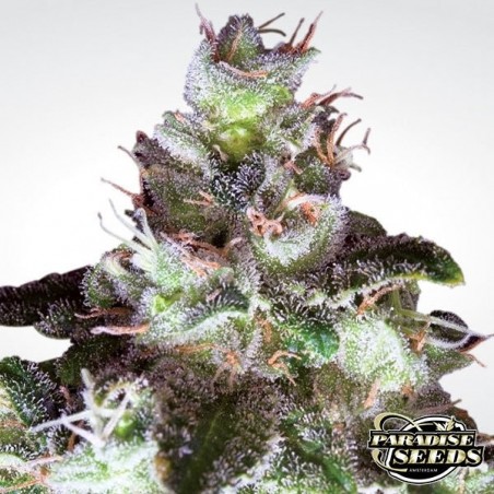 Original White Widow planta de marihuana