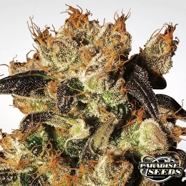 View White Berry marijuana plant