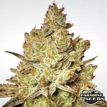 Planta de maconha branca de Jacky