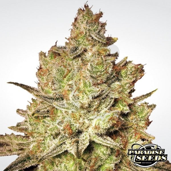 Jacky White planta de marihuana
