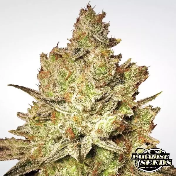 View Jacky White planta de marihuana