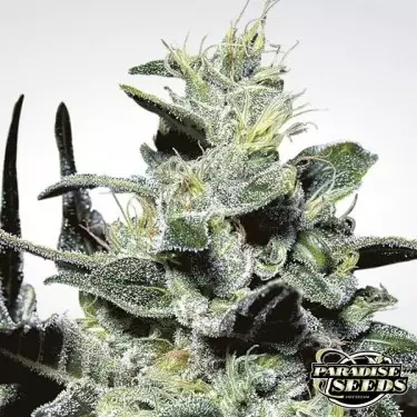 Planta de maconha nebulosa