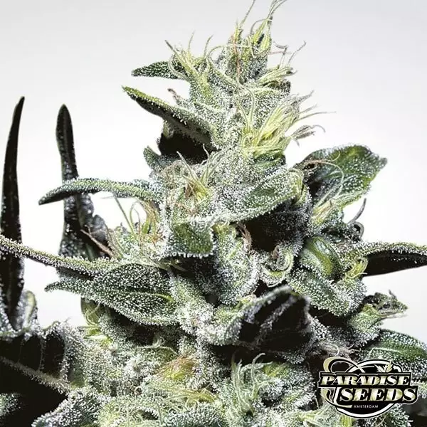 View Nebula planta de marihuana