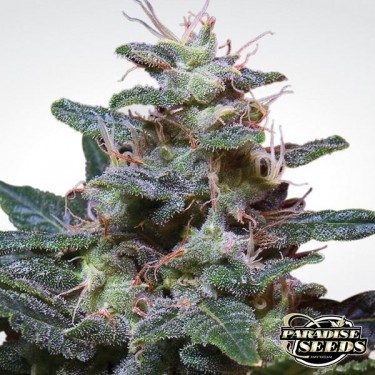 Sweet Purple marijuana plant