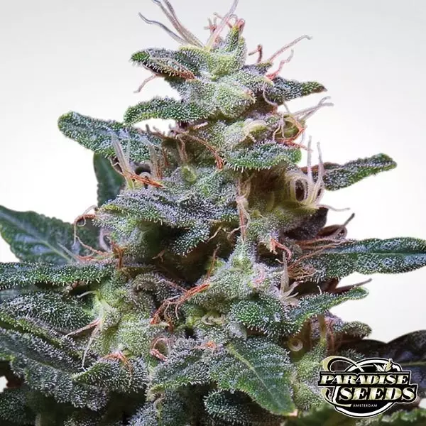 View Sweet Purple marijuana plant