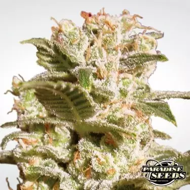 Belladonna planta de marihuana