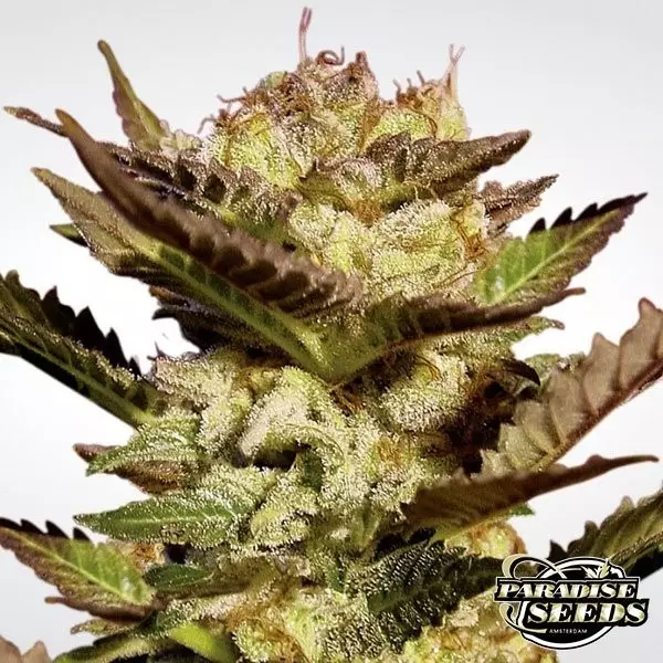 View Durga Mata marijuana plant