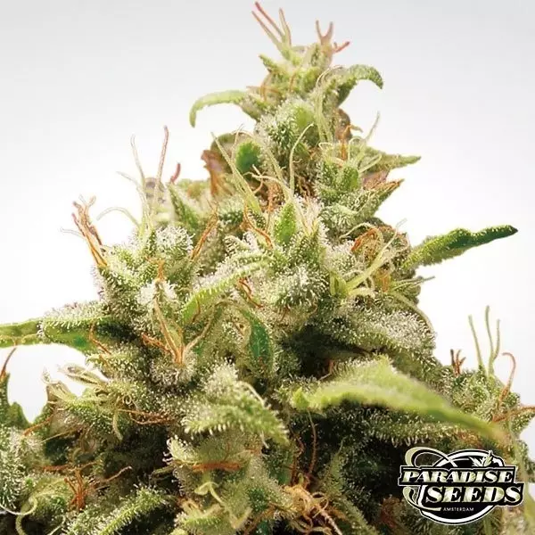 View Planta de maconha de ópio