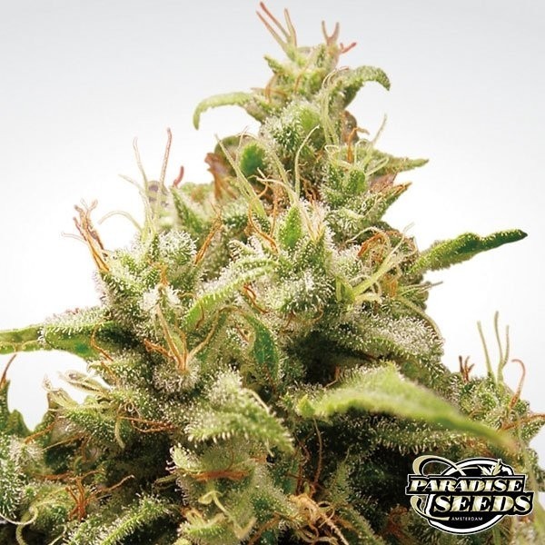 View Opium planta de marihuana