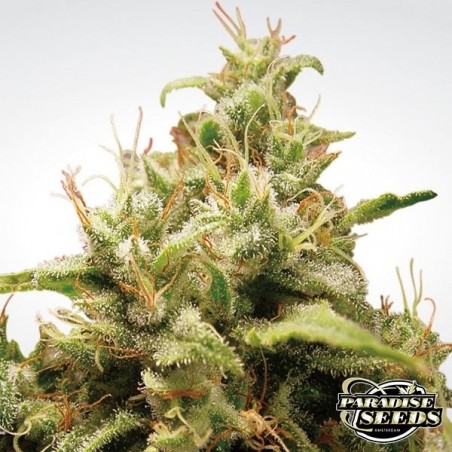 Opium planta de marihuana