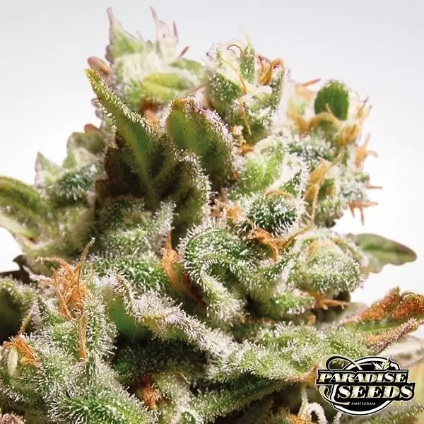 View Dutch Dragon cannabis plant