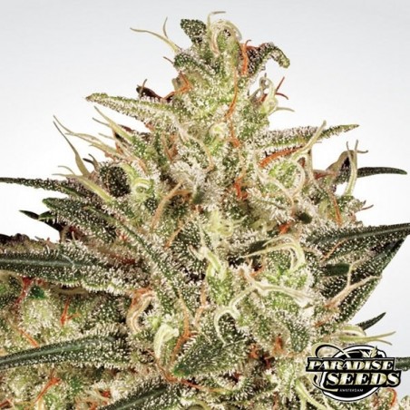 Atomical Haze de Paradise Seeds feminizada - Grow Barato