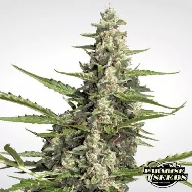 Pandora Auto de Paradise Seeds automática - Grow Barato