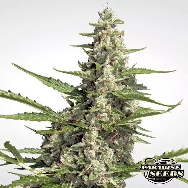 View Pandora Auto de Paradise Seeds automática - Grow Barato