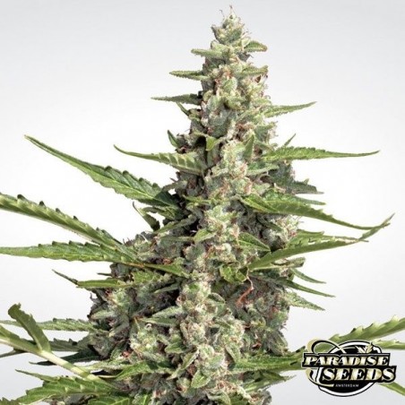 Pandora Auto de Paradise Seeds automática - Grow Barato