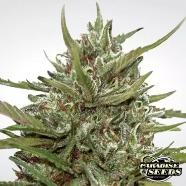 Auto White Berry de Paradise Seeds automática - Grow Barato