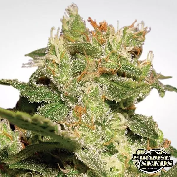 View Auto Jack de Paradise Seeds automática - Grow Barato