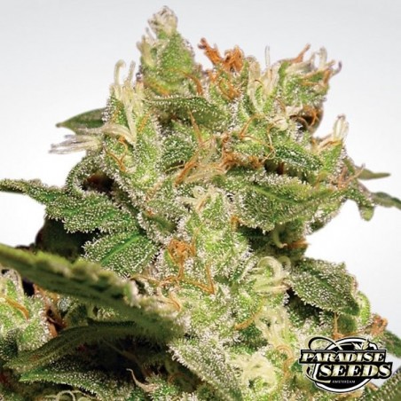 Auto Jack de Paradise Seeds automática - Grow Barato