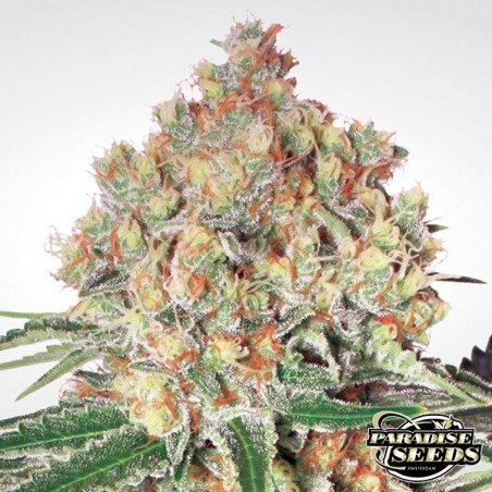 Auto Wappa de Paradise Seeds automática - Grow Barato
