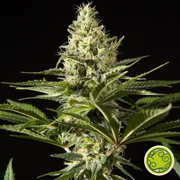 Black Bomb cannabis plant