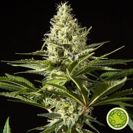Black Bomb planta de marihuana