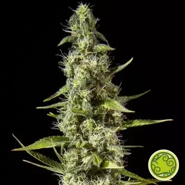 Planta de marijuana Maroc