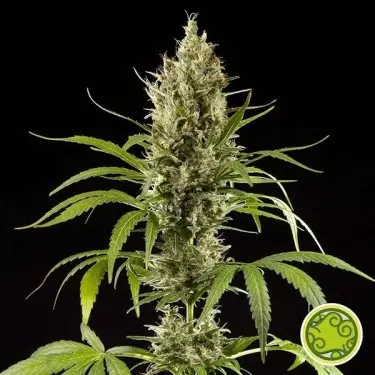 Easy Haze cannabis plant