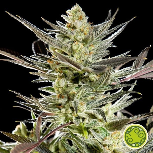 Fruity Jack/Jack El Frutero planta de marihuana