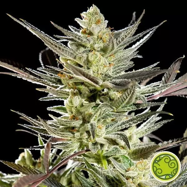 Fruity Jack/Jack El Frutero planta de marihuana