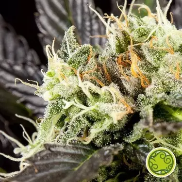 Planta de maconha de frutas do céu