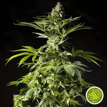 Tropimango cannabis plant
