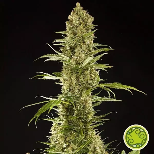 Planta de maconha de açúcar Pop