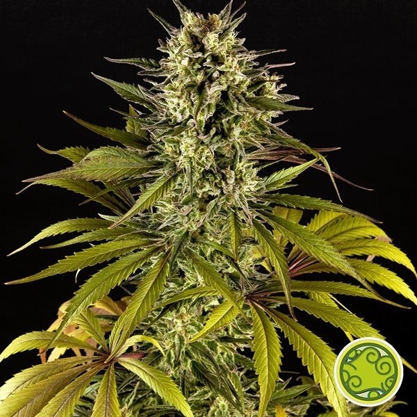 Spicy CBD/Superjuani planta de marihuana