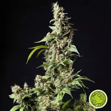 Planta de maconha Orange Candy/Naranchup