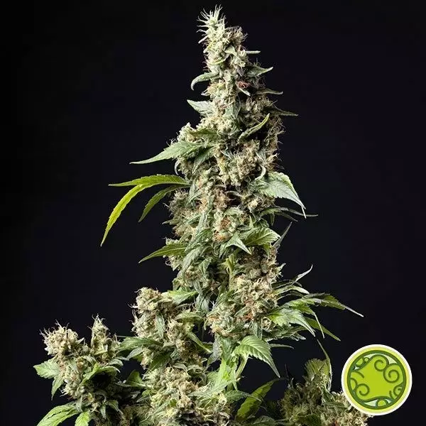 Planta de maconha Orange Candy/Naranchup