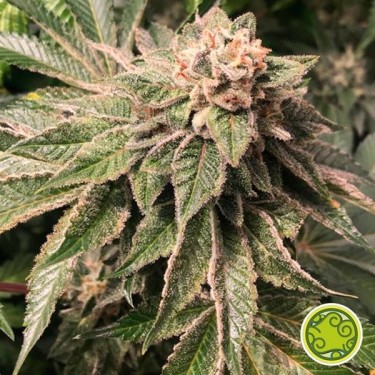 Key Lime Pie x Do-Si-Dos Plante de cannabis