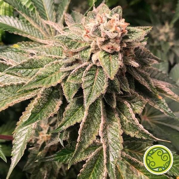 View Key Lime Pie x Do-Si-Dos planta de marihuana