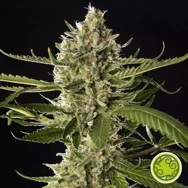 Lemon OG Doces por Sementes Filosofal - GB The Green Brand