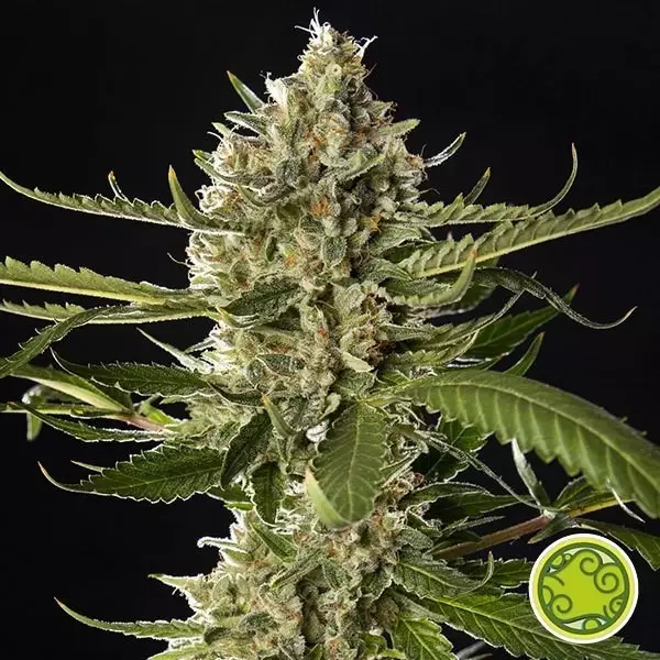 Lemon OG Candy de Philosopher Seeds - Grow Barato