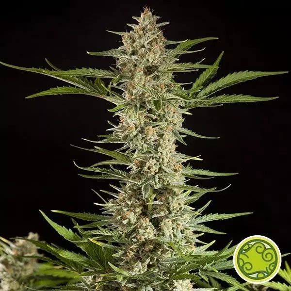 View Fraggle Skunk Auto planta de marihuana