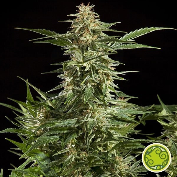 Lemon Auto CBD Cannabis Plant