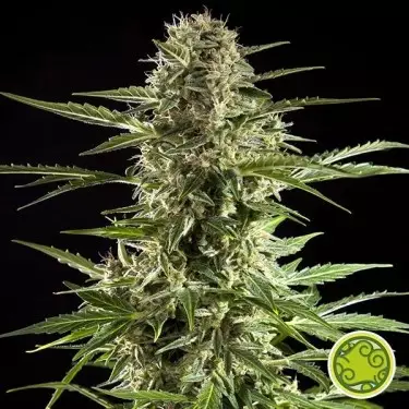 Cheesy Auto CBD planta de marihuana
