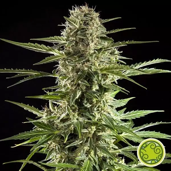 View Cheesy Auto CBD planta de marihuana