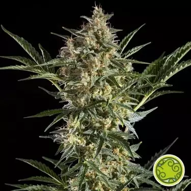 Sleepy Yoda Auto por Philosopher Seeds - GB The Green Brand