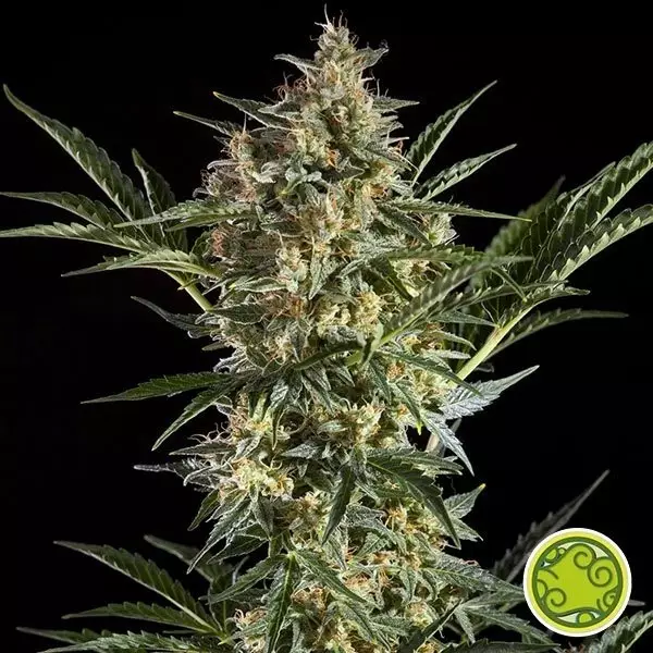 View Sleepy Yoda Auto por Philosopher Seeds - GB The Green Brand