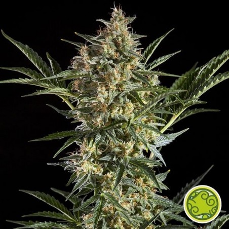 Sleepy Yoda Auto de Philosopher Seeds - Grow Barato