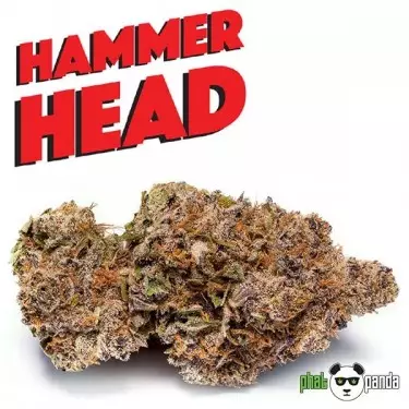 Phat Panda Hammerhead. Semente Feminizada - GB The Green Brand