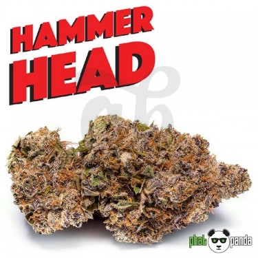 Plante de cannabis Hammerhead