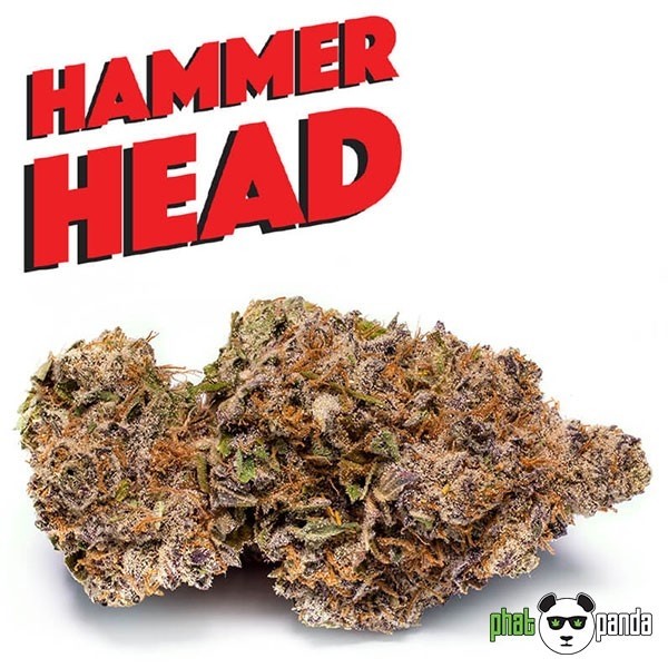 View Hammerhead de Phat Panda. Semilla Feminizada - Grow Barato