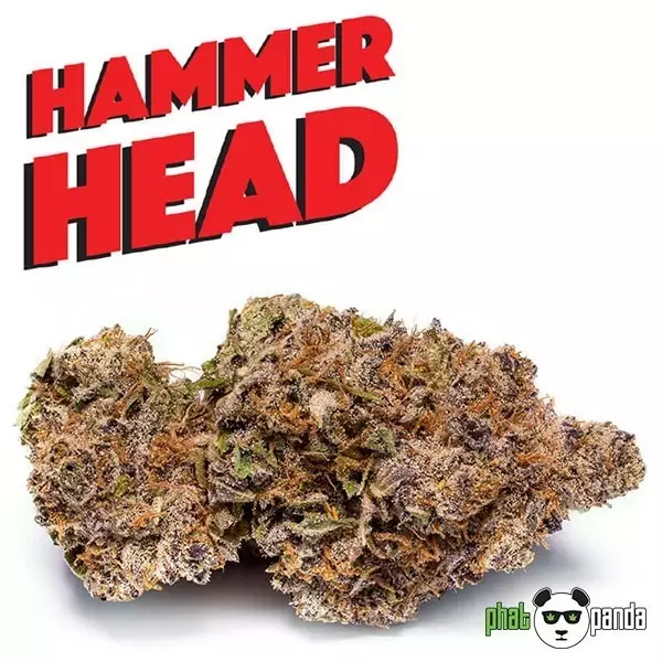 View Hammerhead de Phat Panda. Semilla Feminizada - Grow Barato